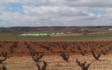 Viñedos en invierno