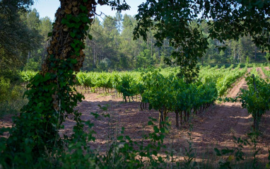 Viñedo entre el bosque