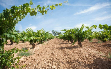 Viñedos de Tempranillo en Valbuena de Duero 