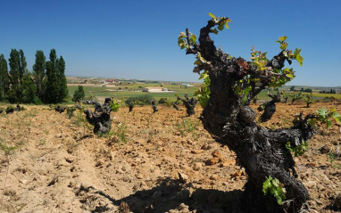 Muestra del viñedo de Bodegas Tridente