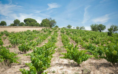 Viñedos en Mucientes de Tempranillo y una pequeña viña de Cabernet sauvignon.