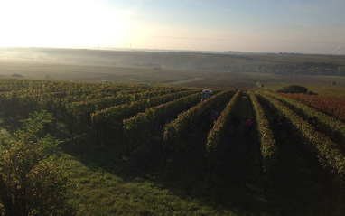 Panorámica de los viñedos