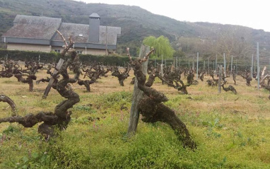 Viñedo de Vinos Divertidos