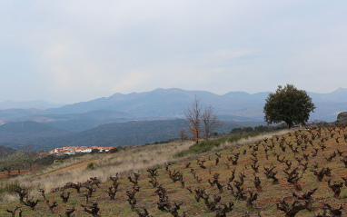 Entorno con viñedos