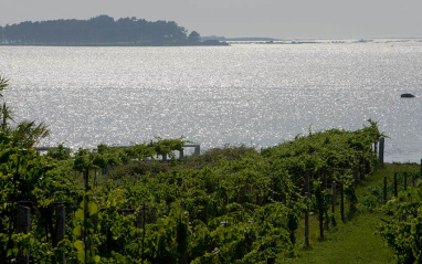 Panorámica de viñedos y el mar