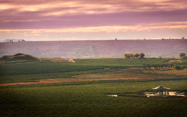 Viñedo alrededor de la bodega Vivanco