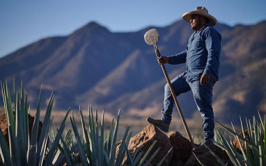 Trabajando el agave