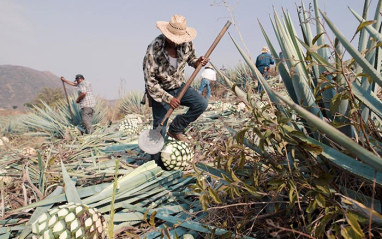 Labores agrícolas con el agave