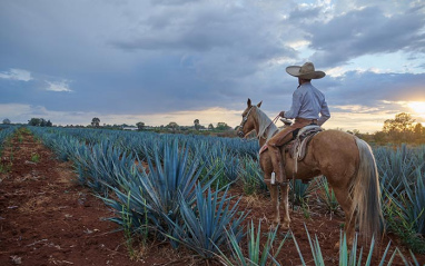 Jinete por los campos de agave