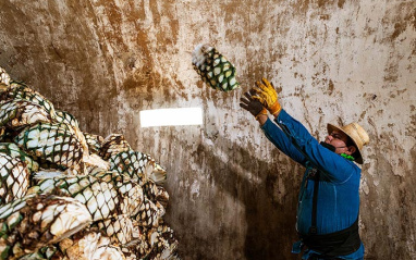 Almacenando las piñas de agave