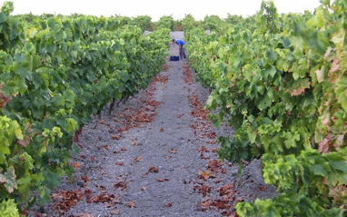 Viñedos en Jerez