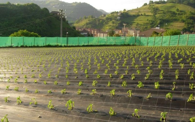 Plantación de piparras de Zubelzu Piparrak