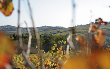 Viñedo en las inmediaciones de la Bodega Zuccolo