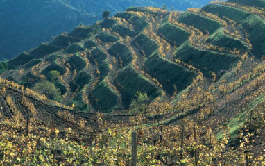 Vista de las típicas terrazas prioratinas