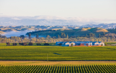 Panorámica de viñedo