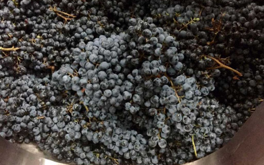 Detalle de racimos en bodega