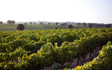 Viñedo de Bodegas Arrayán