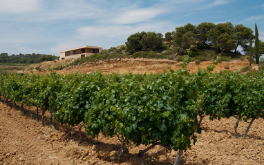 Viñas en espaldera