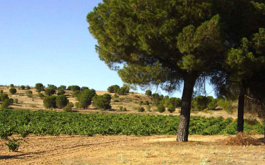 Viñas