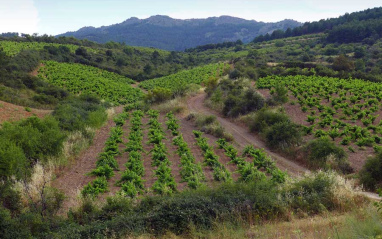 La Finca Santiaga es una de las más preciadas de la familia.