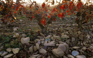 Cepas de Valpiedra