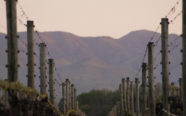 Vista del viñedo