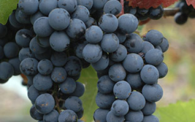 Racimo de uvas tintas