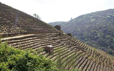 Espectacular disposición del viñedo