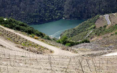 El cañón, desde el viñedo