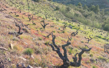 Viñedos en laderas