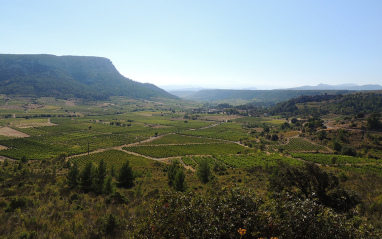 Panorámica de viñedos en el Rousillon