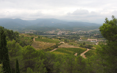 Panorámica de los viñedos