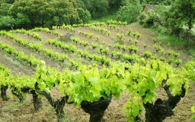 El viñedo en la zona de Gredos 