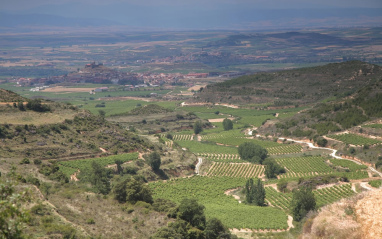 Panorámica con el viñedo de La Canoca en primer término