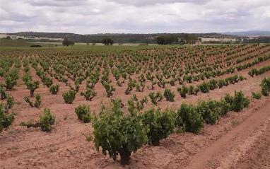 Viñedos La Horra