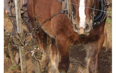 Laboreo con caballo