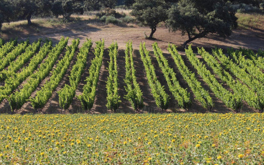 Viñedos en la Sierra de Ronda