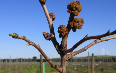 Detalle de la brotación