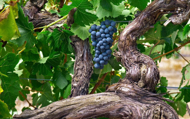Uvas perfectamente adaptadas al terroir australiano