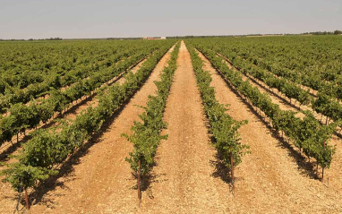 Viñas en espaldera alta
