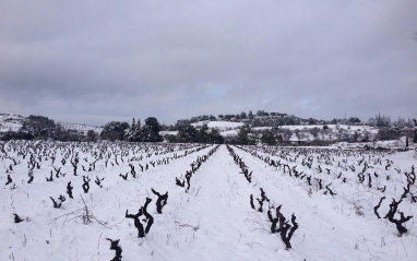 El viñedo nevado