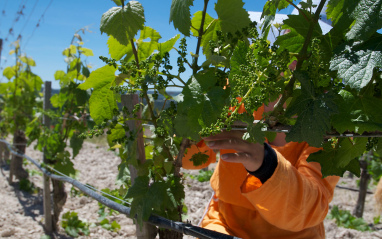 Trabajo a pie de viñedo