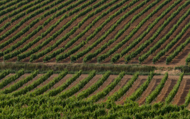 Panorámica de viñedos en flor