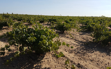 Viñedo en Toro