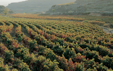 Viñedos
