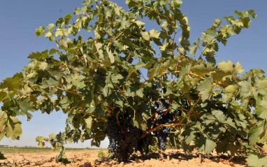 Tempranillo