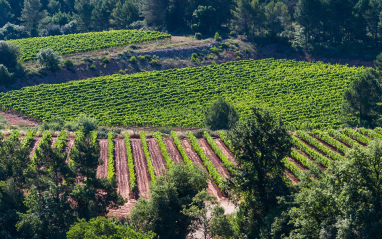 Panorámica de viñedos de Agustí Torelló