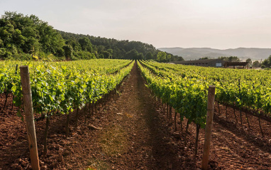 Viñedos de Agustí Torelló Mata