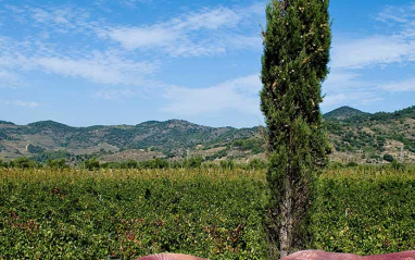 Paisaje junto a la bodega