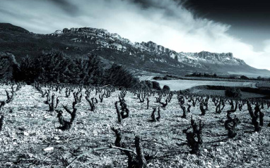 Viñedo en blanco y negro